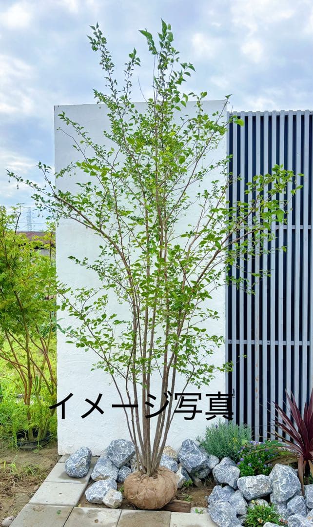 希少。赤花エゴノキピンクチャイム株立ち1.8M(鉢底から) - メルカリ