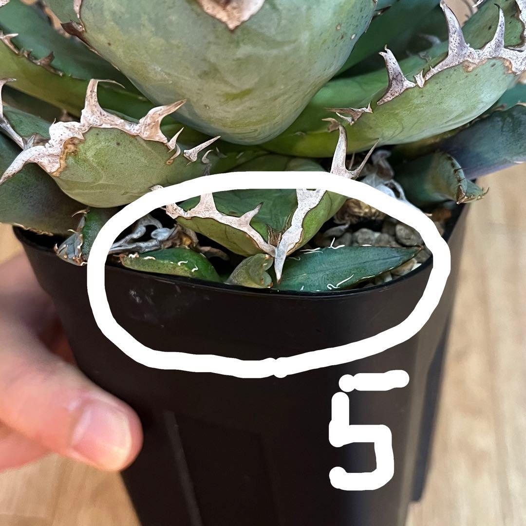 アガベ チタノタ 黒鯨 プレステラ120深鉢 鉢ごと発送 子株5個 - メルカリ