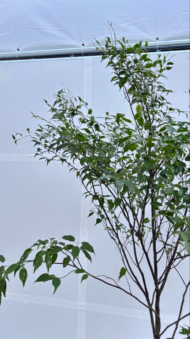 美しい樹形が魅力的 山採り ハイノキ 株立 735 樹高2.1m位 高級樹