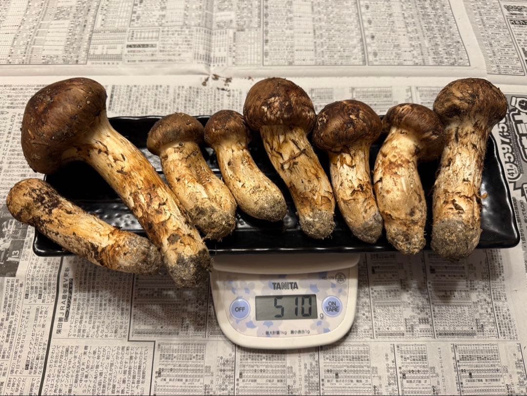 松茸　北海道　500g 　国産　① 松茸 北海道 500g 国産 ①
