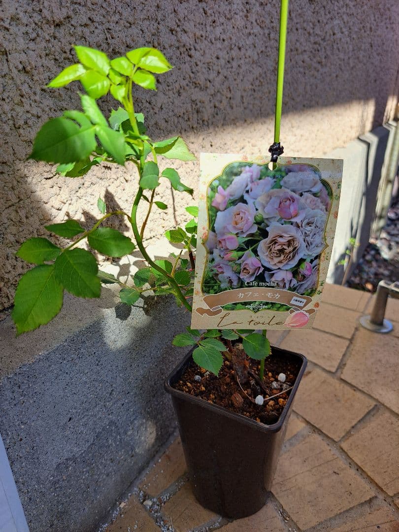 Mayumiさま専用☆河本バラ園正規新苗☆カフェ・モカ 苗 黒鉢 - メルカリ