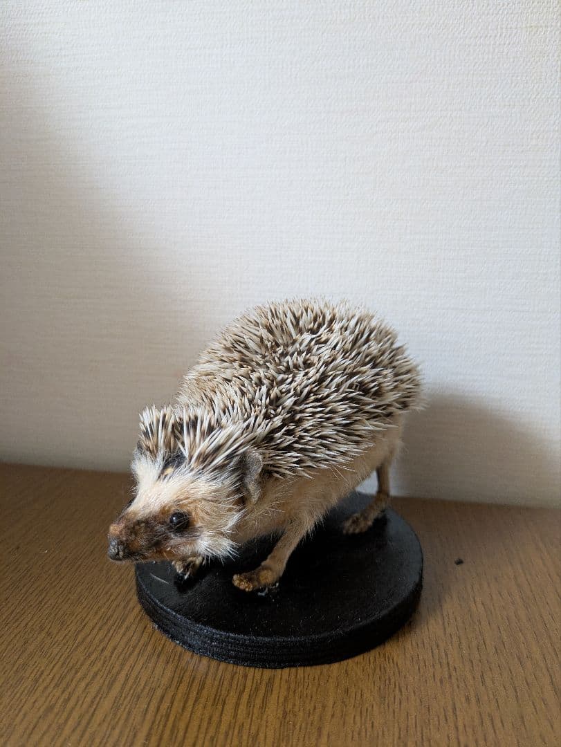 ハリネズミ 剥製 骨格標本 頭骨 骨屋 | ブログ | ペットのハリネズミを骨格標本にしたお話