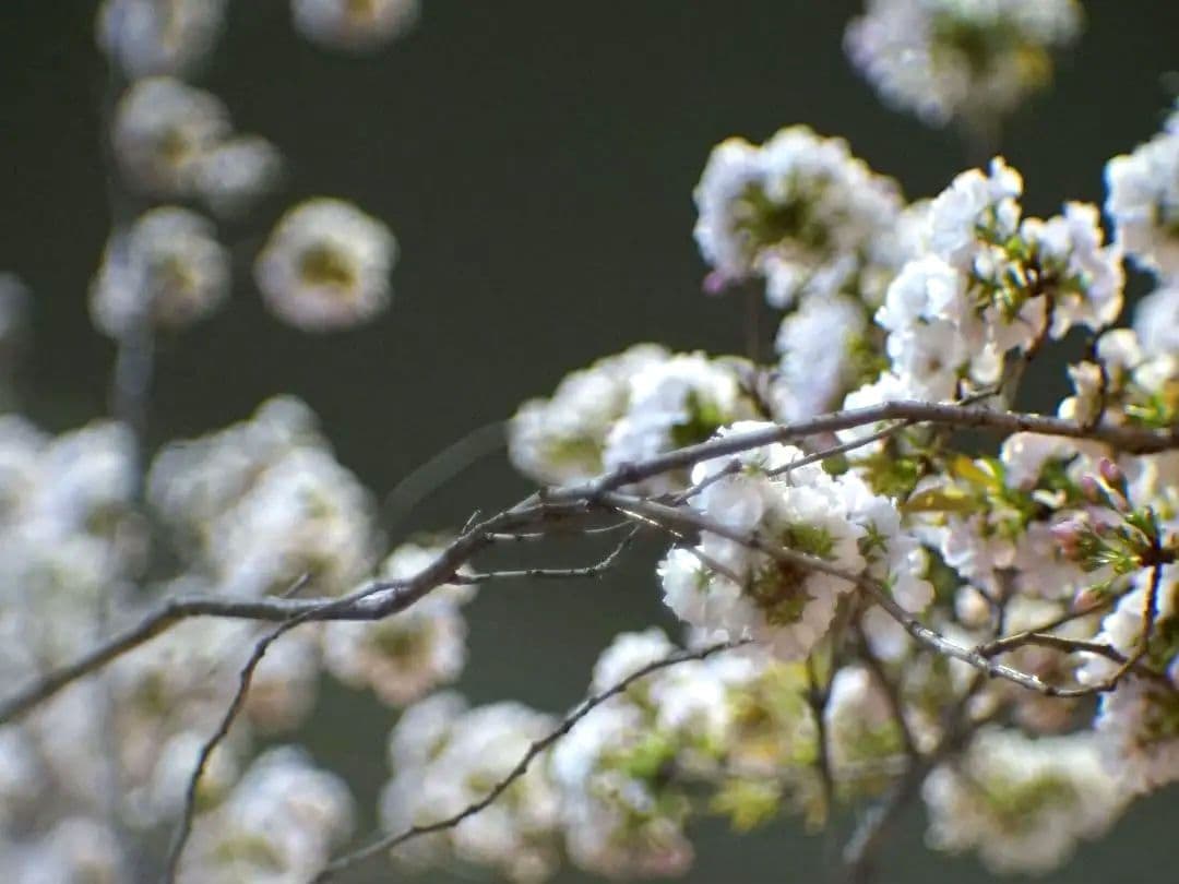 【美品】IZOS PO-109-1A 16KP 50mm F1.2 ロシア 美品IZOS ロシア プロジェクターレンズ 16KP(PO109-1A）50mm F1.2