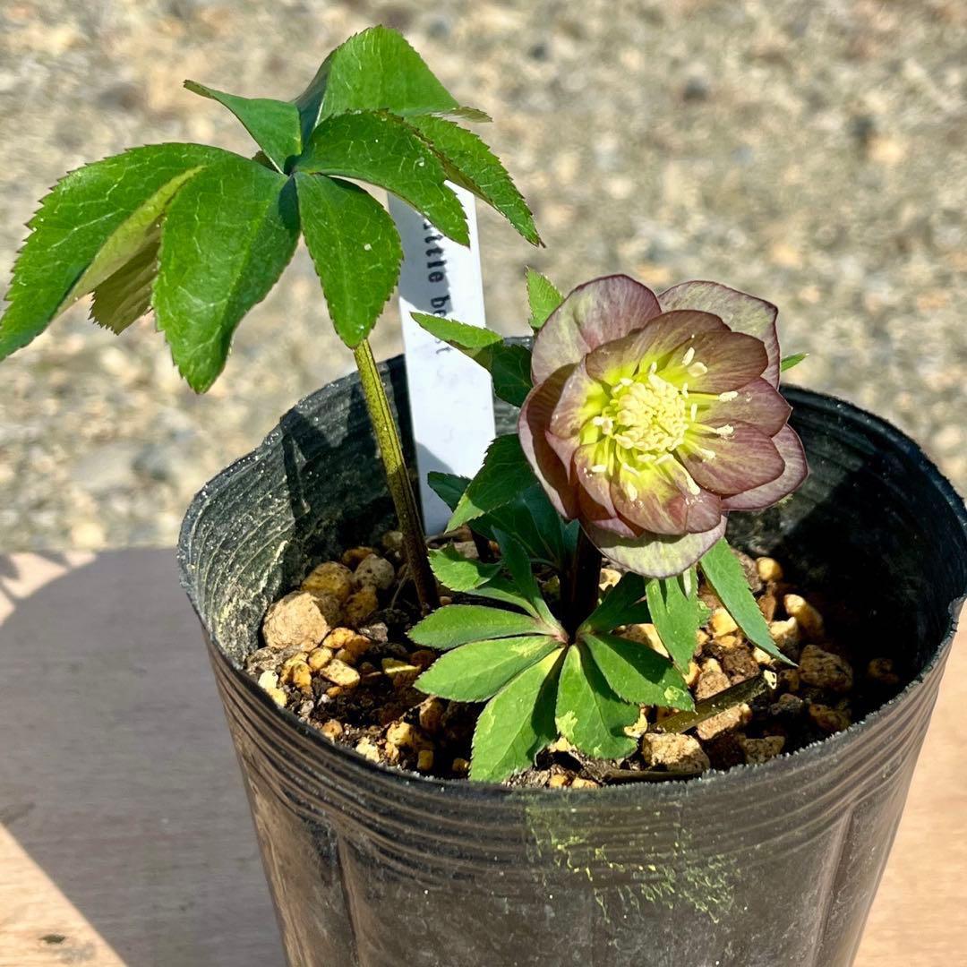 ラ*ク様 ❤️根パンパン❤️沢山新芽元気株❤️3271⭐️超コンパクト超小〜小輪