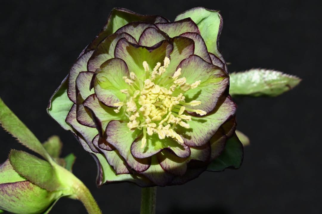 クリスマスローズ ddバイカラーグレープ 加藤農園 - メルカリ