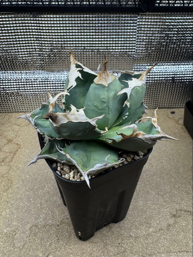 アガベ オテロイ 実生