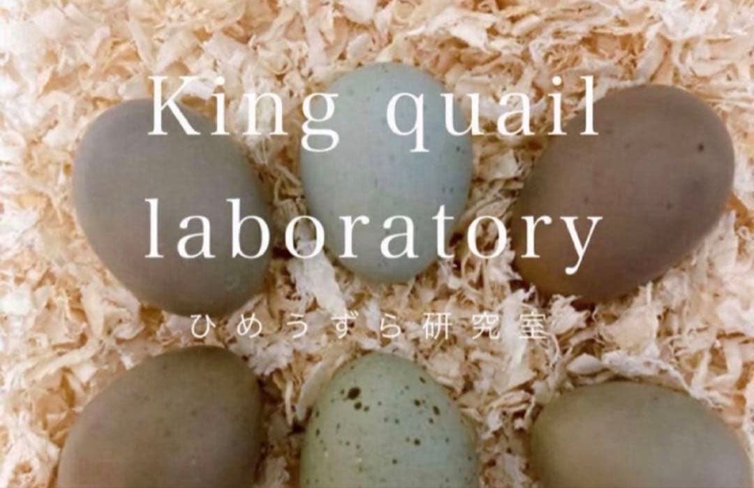 ひめうずら研究室 成鳥用配合飼料 4kg 鳥 餌 ヒメウズラ - メルカリ