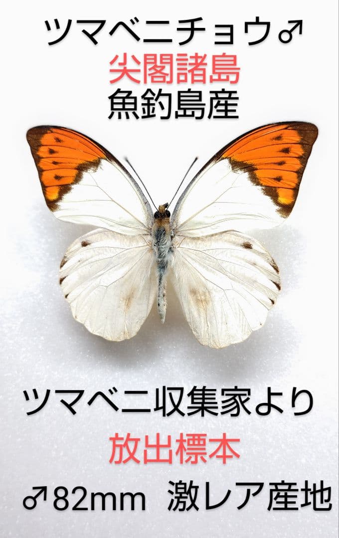 稀産地】ツマベニチョウ♂標本☆尖閣諸島産☆収集家より放出82mm近年