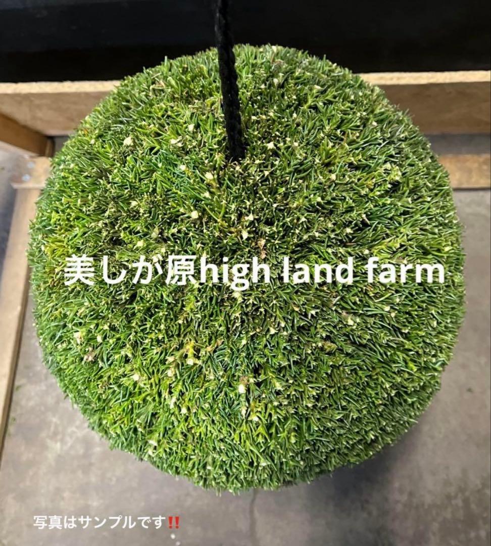 杉玉　約30センチ‼️縁起物　丸くて幸せ　家族円満♪ 大衆寿司居酒屋「鮨 酒 肴 杉玉」サーモン好き集合！新年は杉玉の