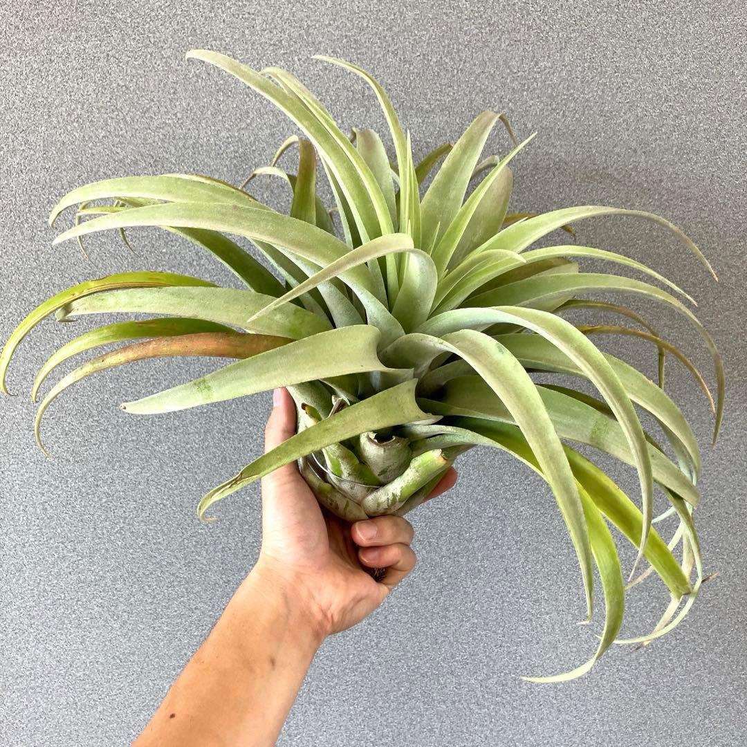 超希少❗️超特大❗️チランジア カピタータ シルバーローズ✨