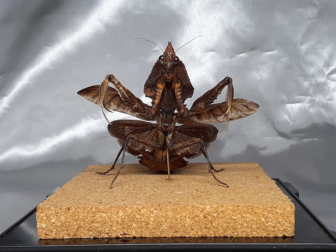 マオウカレハカマキリ雌　立体標本　魔王枯葉 マオウカレハカマキリ雌 立体標本 魔王枯葉 ラスト1 - メルカリ