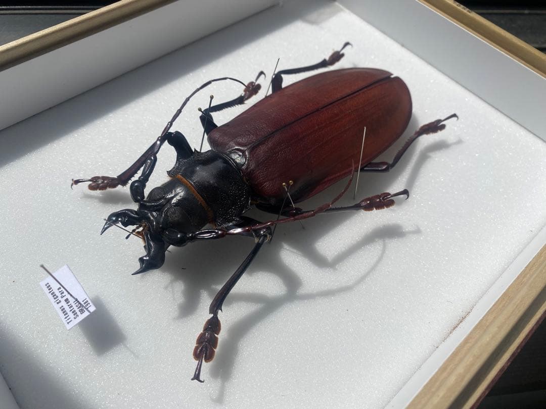 タイタンオオウスバカミキリ 14cm UP ブラジル産 タイタンオオウスバカミキリ - Wikipedia