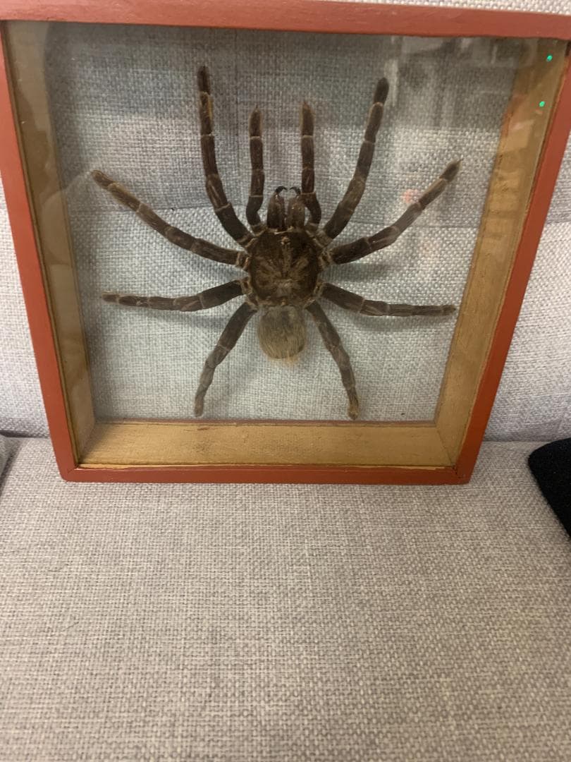 クモ標本 ガラスケース入り約20cm　巨大タランチュラ17cm×17cm Amazon.co.jp: タランチュラ標本、本物の昆虫クモ標本、剥製樹脂デスク