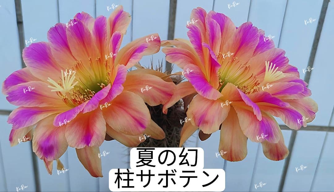 50-夏の幻 新品種 花サボテン柱サボテン 花サイズ16-18cm - メルカリ