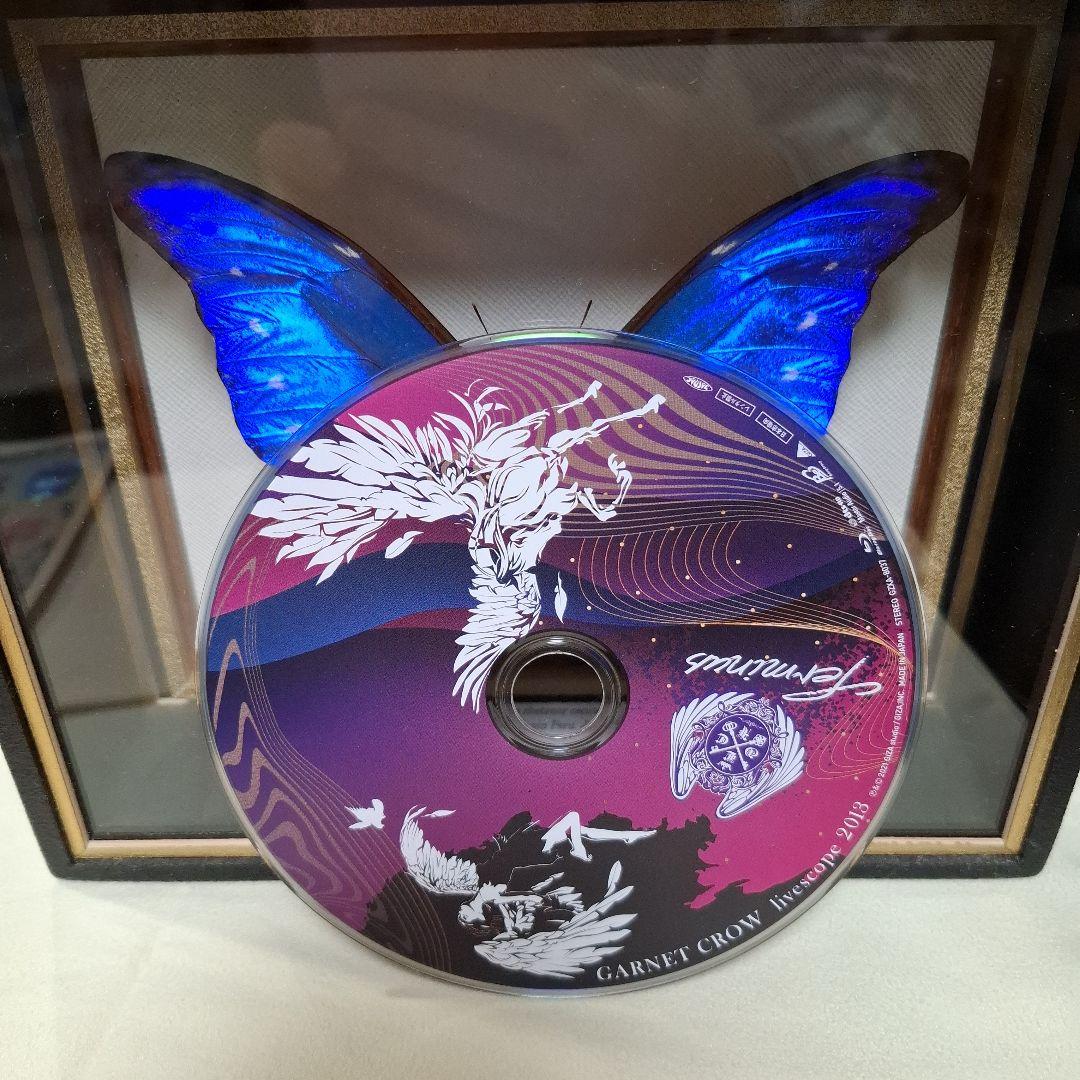 カキカモルフォ 標本 専門的な箱 - メルカリ