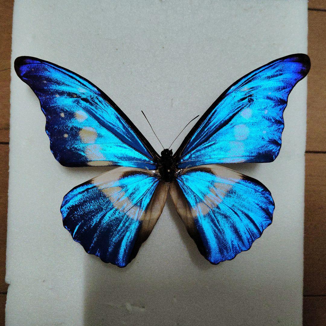 【蝶標本】ヘレナモルフォ　専用 蝶標本「ヘレナモルフォ」 - 海福雑貨通販部