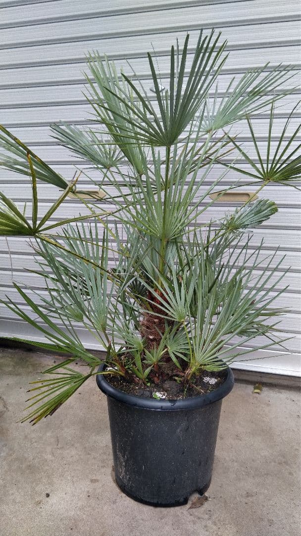 チャメロップス チャメロプス フミリス セリフェラ - メルカリ