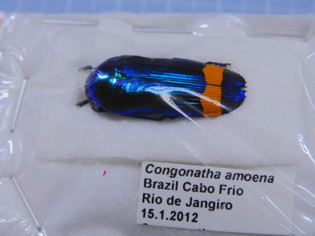 ボリビア産 ナンベイオオタガメ 112mm(管まで)