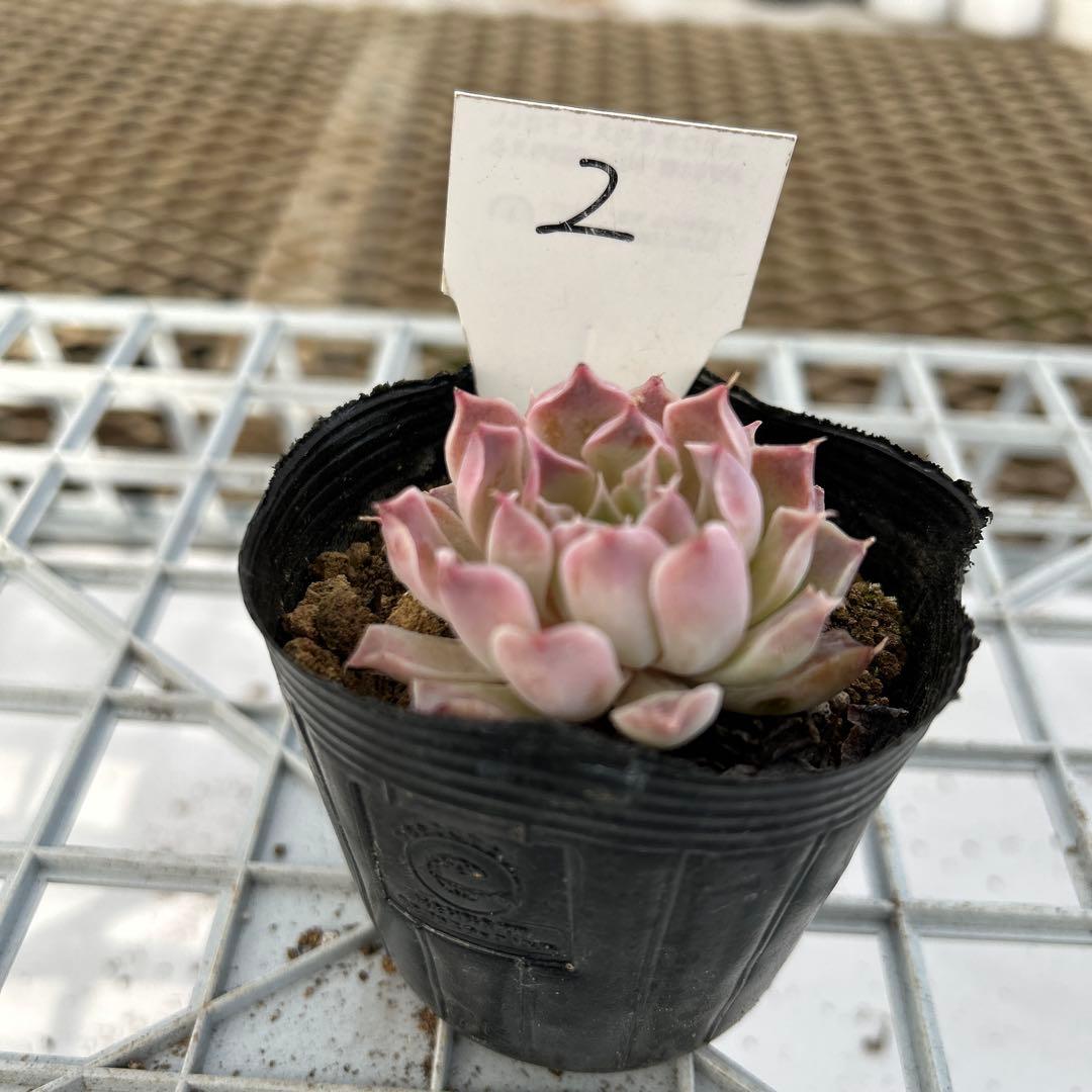 ヒアリナサントドミンゴ - メルカリ