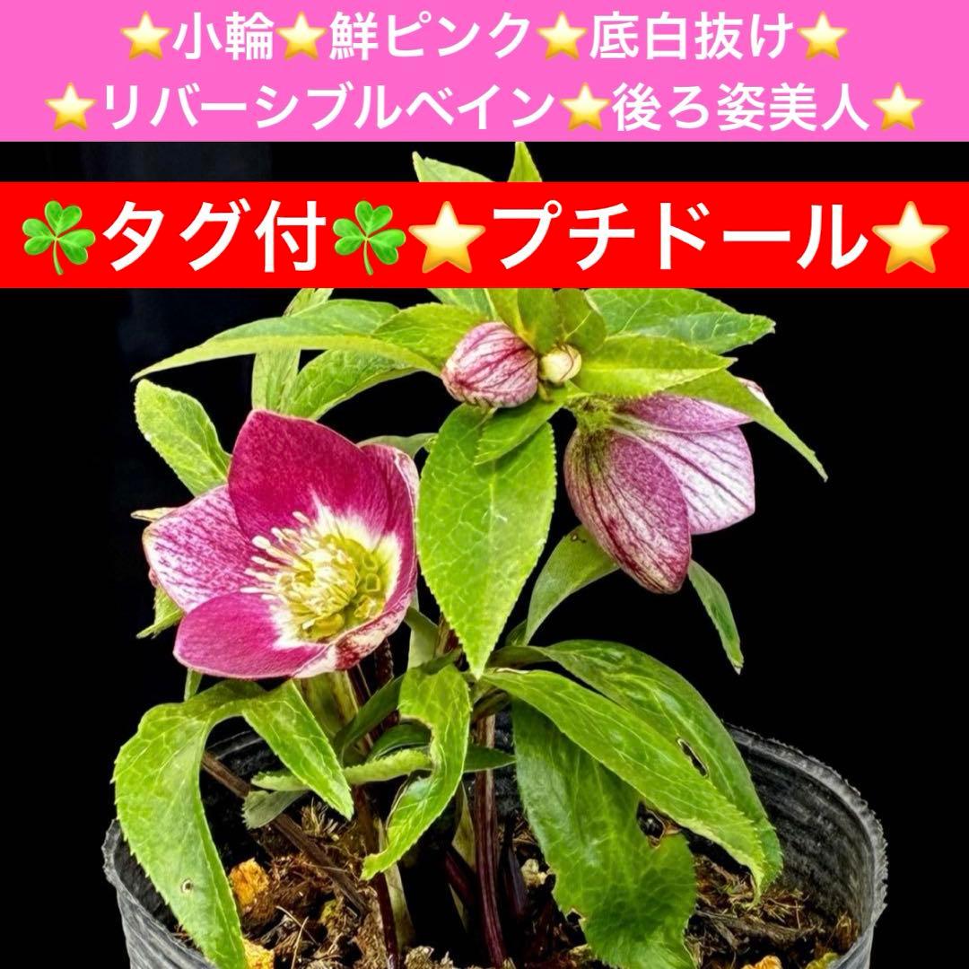 3660☘️タグ付☘️プチドール⭐️小輪⭐️鮮ピンク⭐️底白抜け