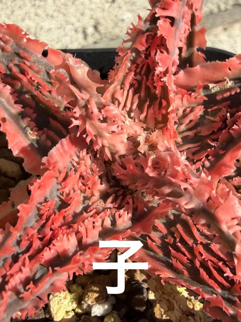 まとめセットAloe hybrid “Sunday” ハイブリッド　子株　第四種