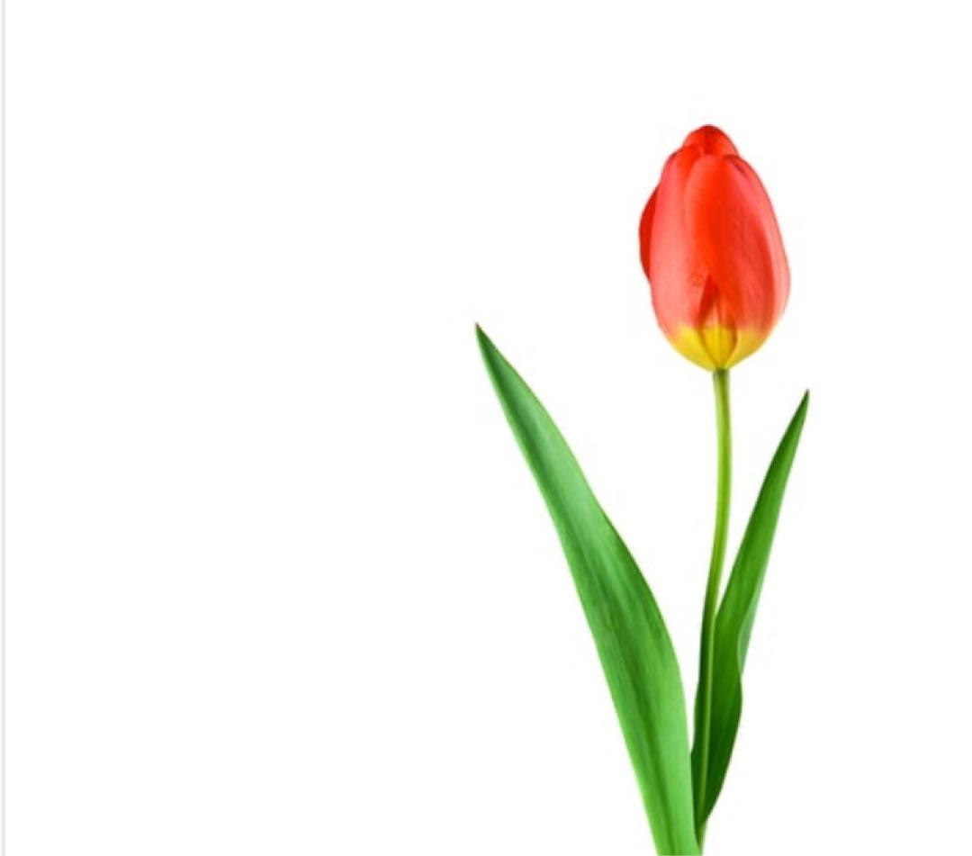 ゆうたん様 リップクリーム いんやん倶楽部のリップクリーム - 陰陽調和の重ね煮でまなぶ料理教室