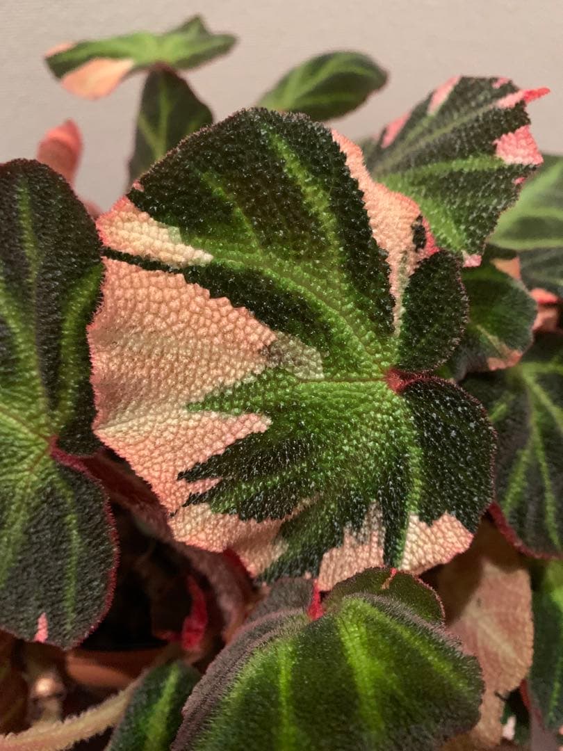 超希少品種】ベコニア ソリムタータ 鉢ごと発送 6号鉢 新入荷 - メルカリ