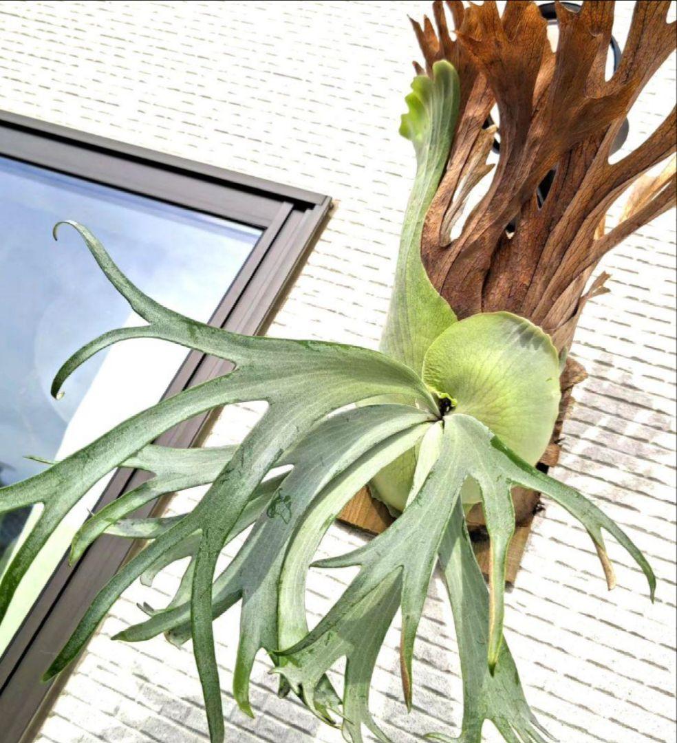 ビカクシダ☆ウィリンキー☆willinckii Gn. Argopuro - メルカリ