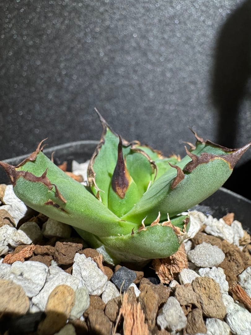 アガベ　黑曼巴　ブラックマンバ　lize血統