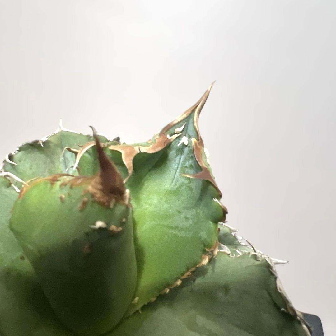 アガベ 鉢植発送 冰雹ブツブツ系 極上血統 超特選 スペシャル個体