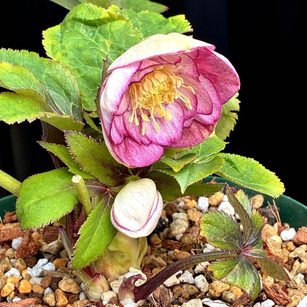 も*読様 530☘️ラスト2☘️蕾花タグ付☘️極上☘️特大SD⭐️蜃気楼⭐️コロ