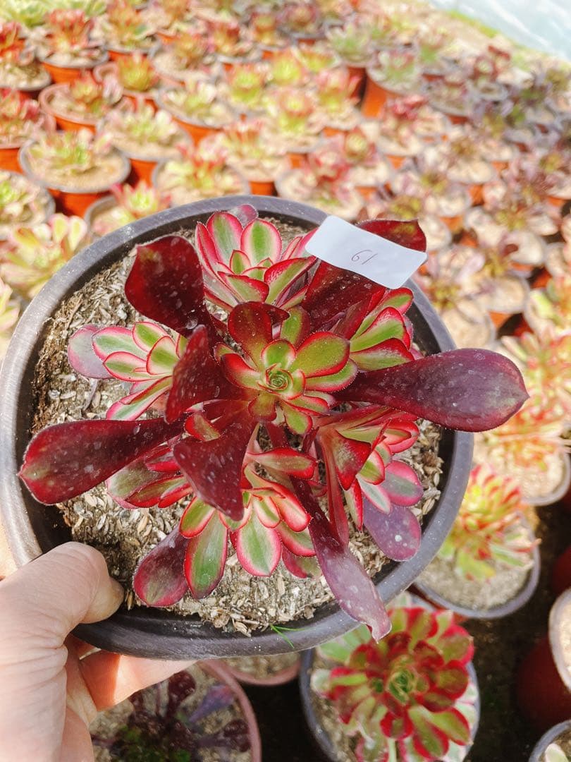 61 シャネル 小群生 アエオニウム 多肉植物 抜き苗 - メルカリ