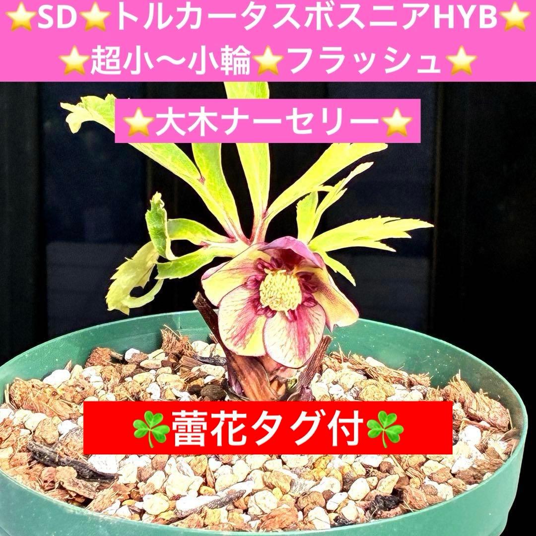 n*1様 3495☘️蕾花タグ付☘️SD⭐️トルカータスボスニアHYB⭐️￼超小 helleborus 原種 トルカータス ボスニア 自生地株ですが、トルカータス