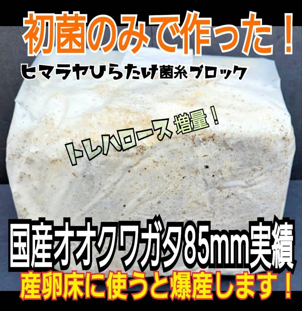 極上！ヒマラヤひらたけ菌糸ブロック【2個】初菌のみ使用！国産