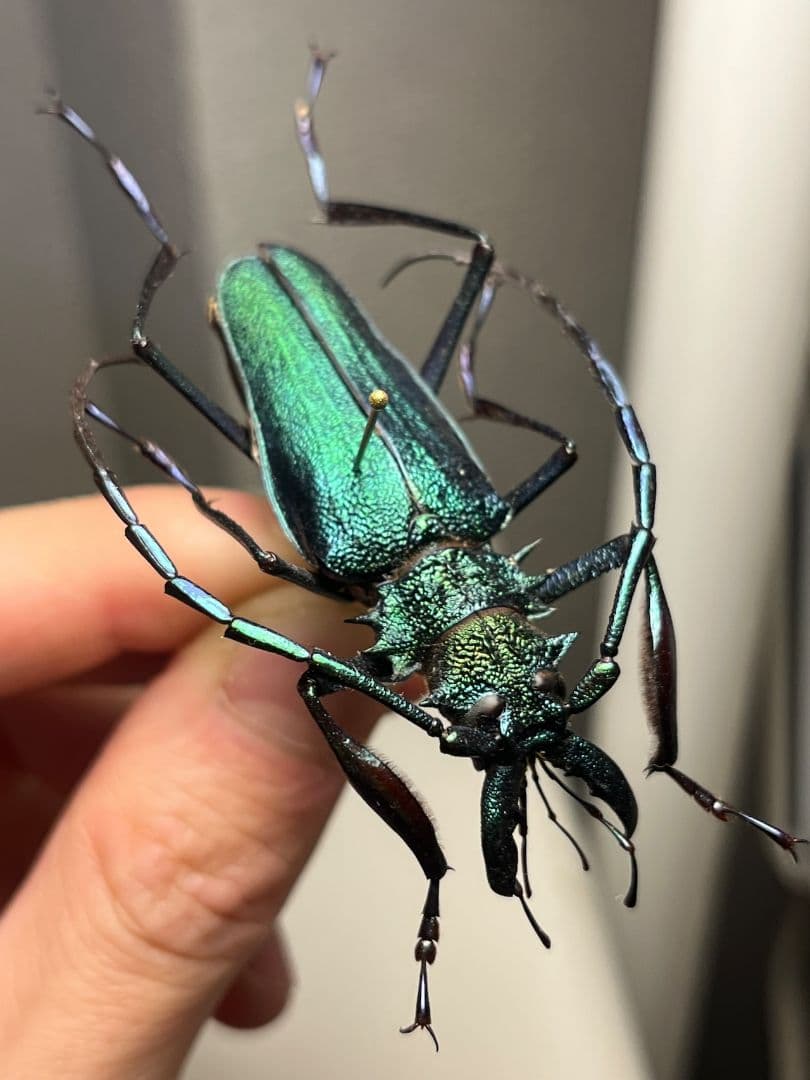 シボリアゲハ ♂標本☆北東インド産☆大型美麗個体☆この産地この状態