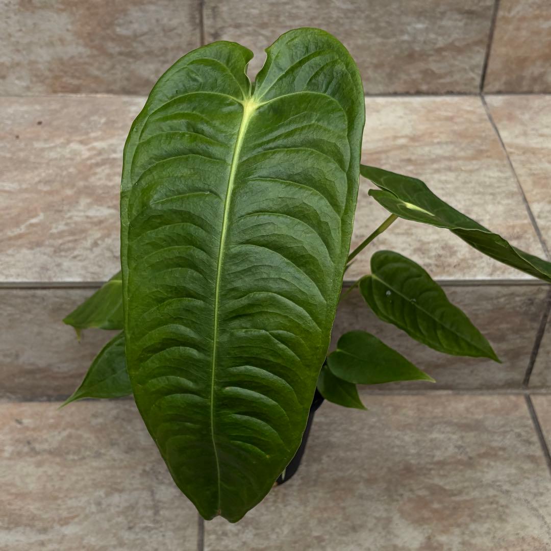 セール】アンスリウム ベイチー 約4号鉢 No.053 鉢、送料込 - メルカリ