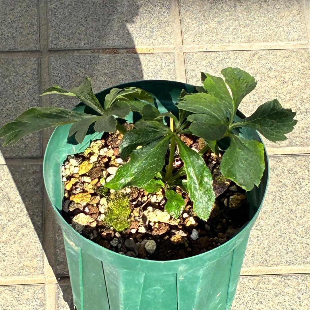 ガ*ル様 ☘️限定1株☘️未株分け☘️極上☘️3352⭐️真ブラック⭐️激スレー