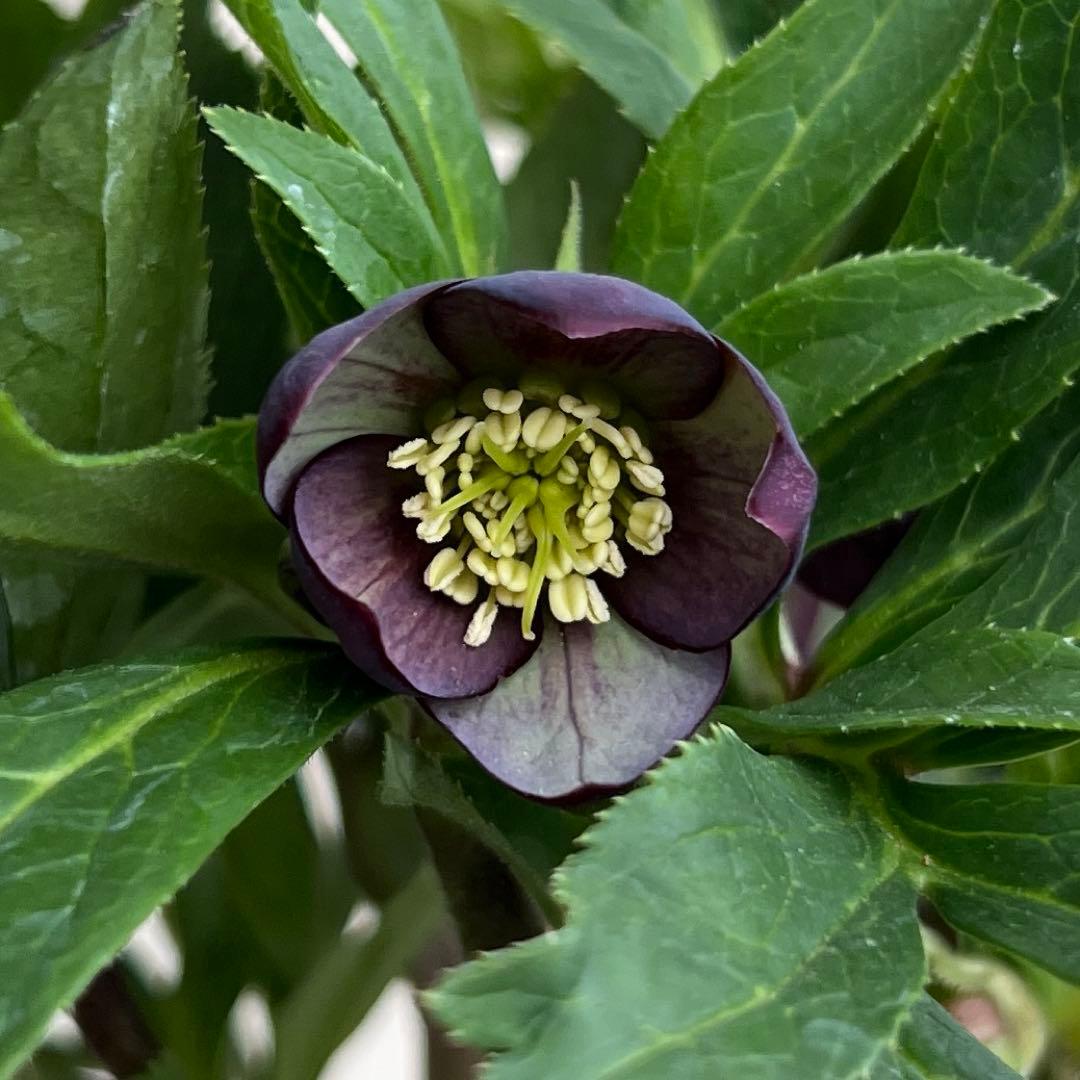 クロアチカス 原種 クリスマスローズ 開花苗 ベイン 小輪 sd - メルカリ