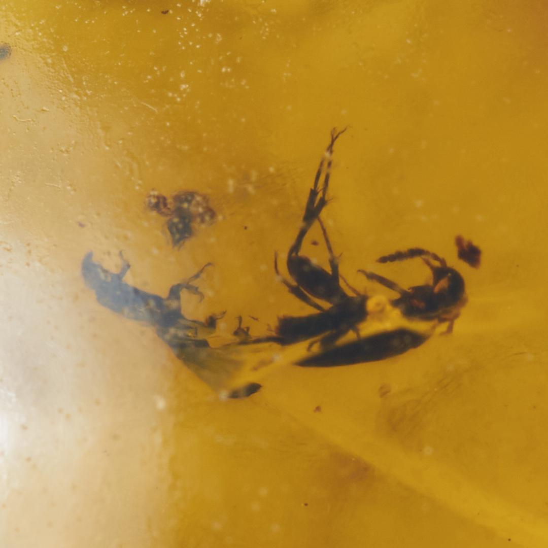 ZB324虫入り琥珀化石 ミャンマー カムティかタナイ産 9900万年前