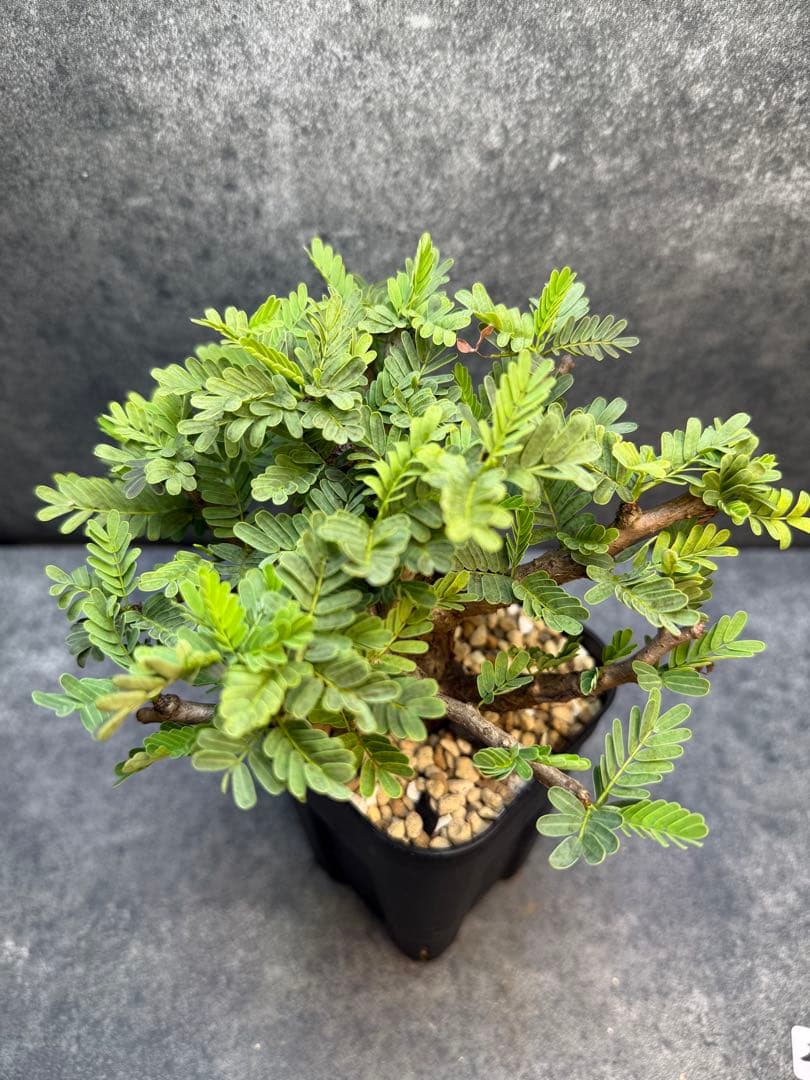 センナ メリディオナリス 海外実生 発根済 201