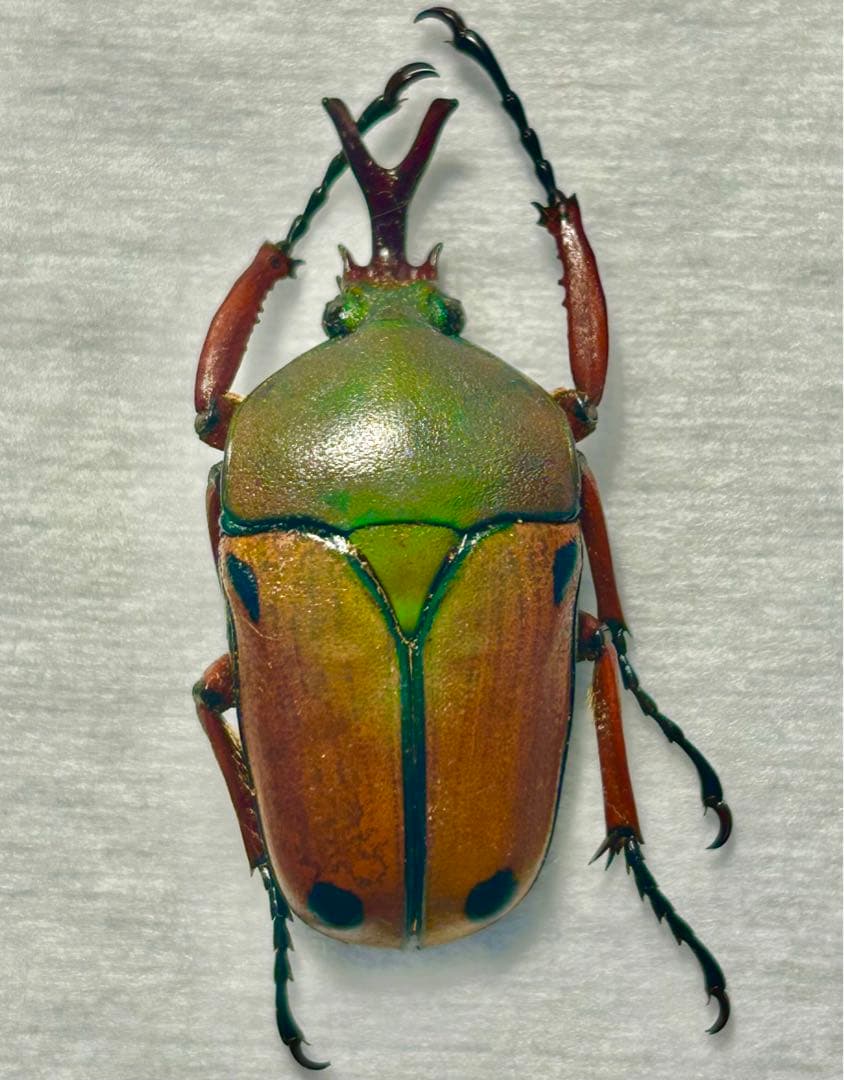 サスマタカナブン色々　みうみう