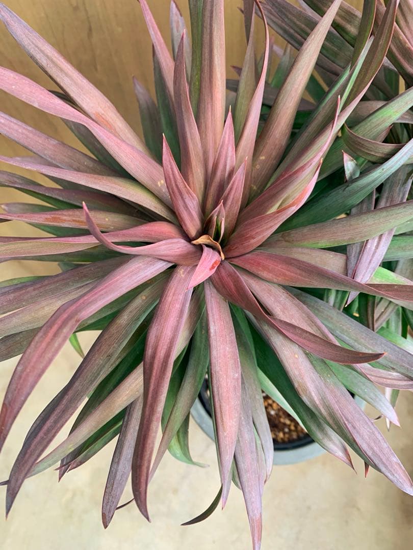 ユッカ・ディスメチアーナ コンパクタ 枝分かれ - メルカリ