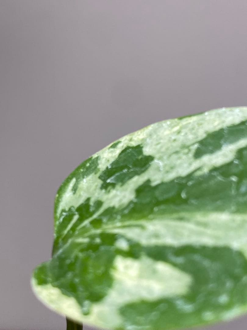 全葉斑入り‼️】モンステラ デリシオーサ バルバソー フシギダネ