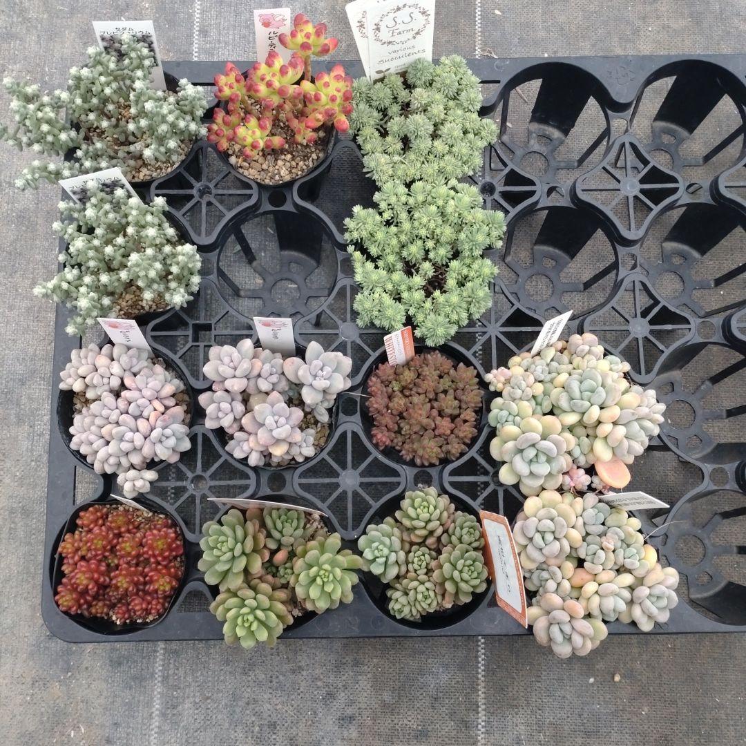 むーさんさん専用