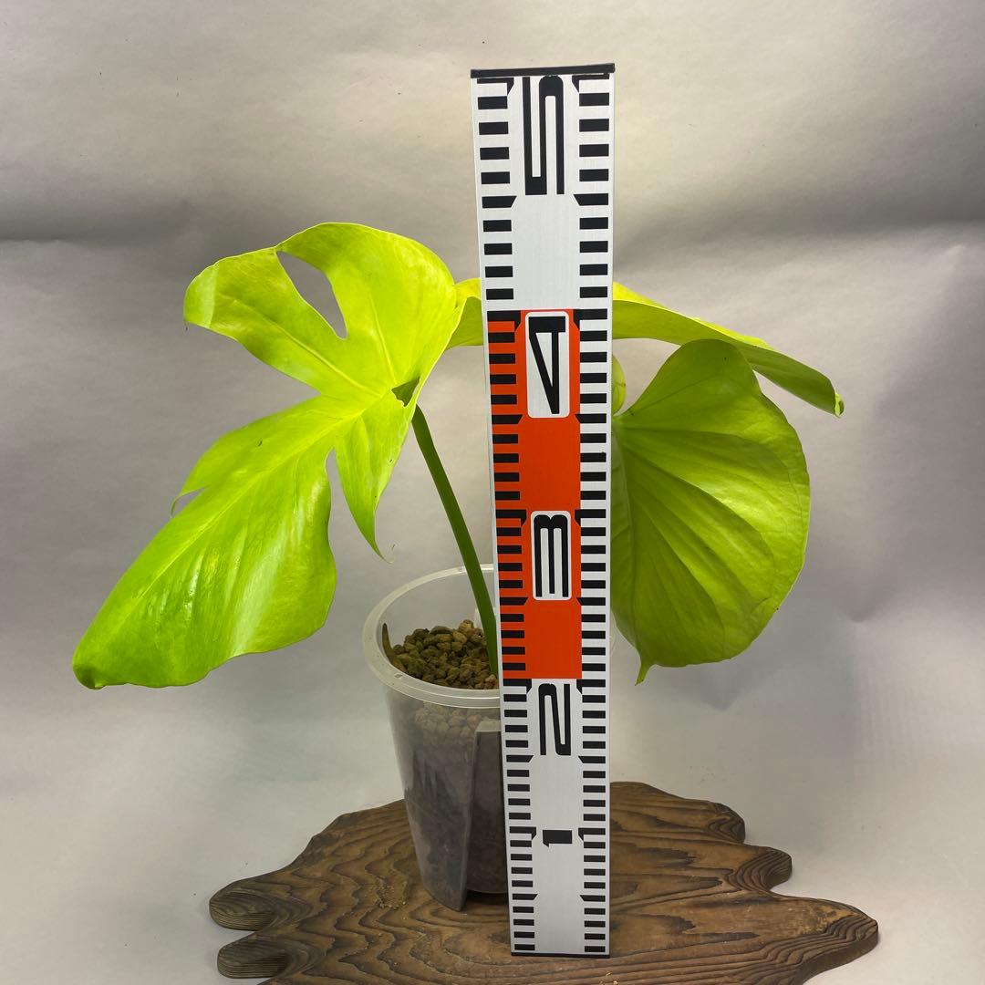 Full moon gold モンステラ 黄金葉 ゴールドリーフ フルムーンゴールド