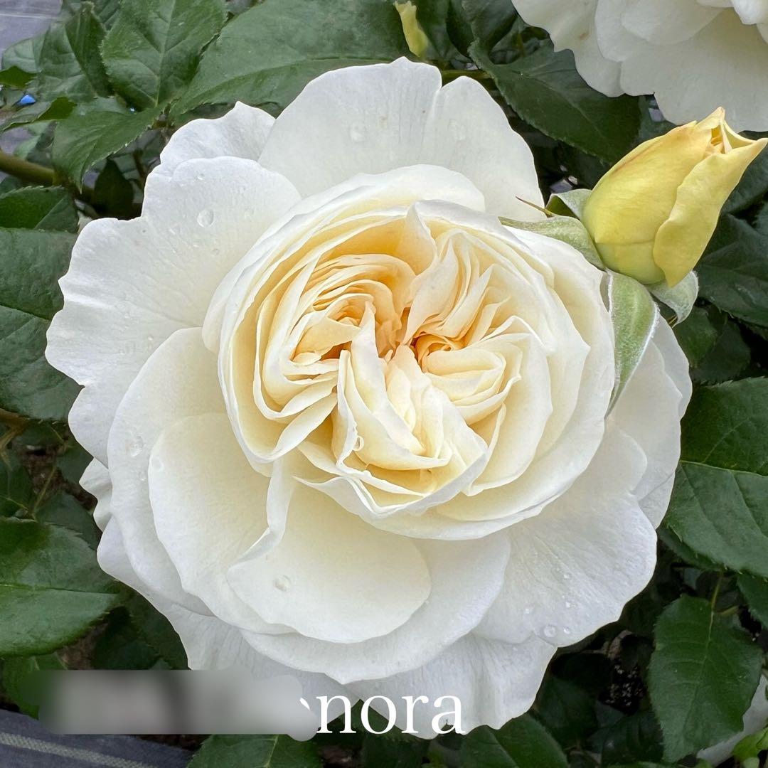 同梱で2鉢目〜¥1000お値引き】バラ芽接ぎ苗／中苗／