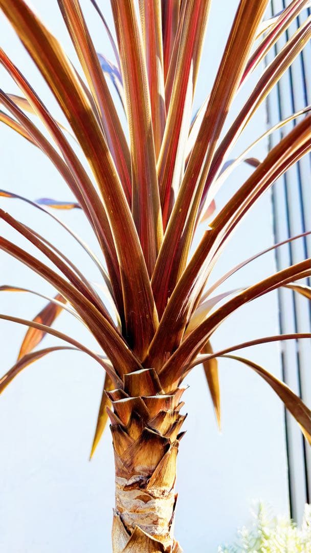 超大株！コルジリネ コーヒークラシック1.5M(鉢底から)期間限定セール