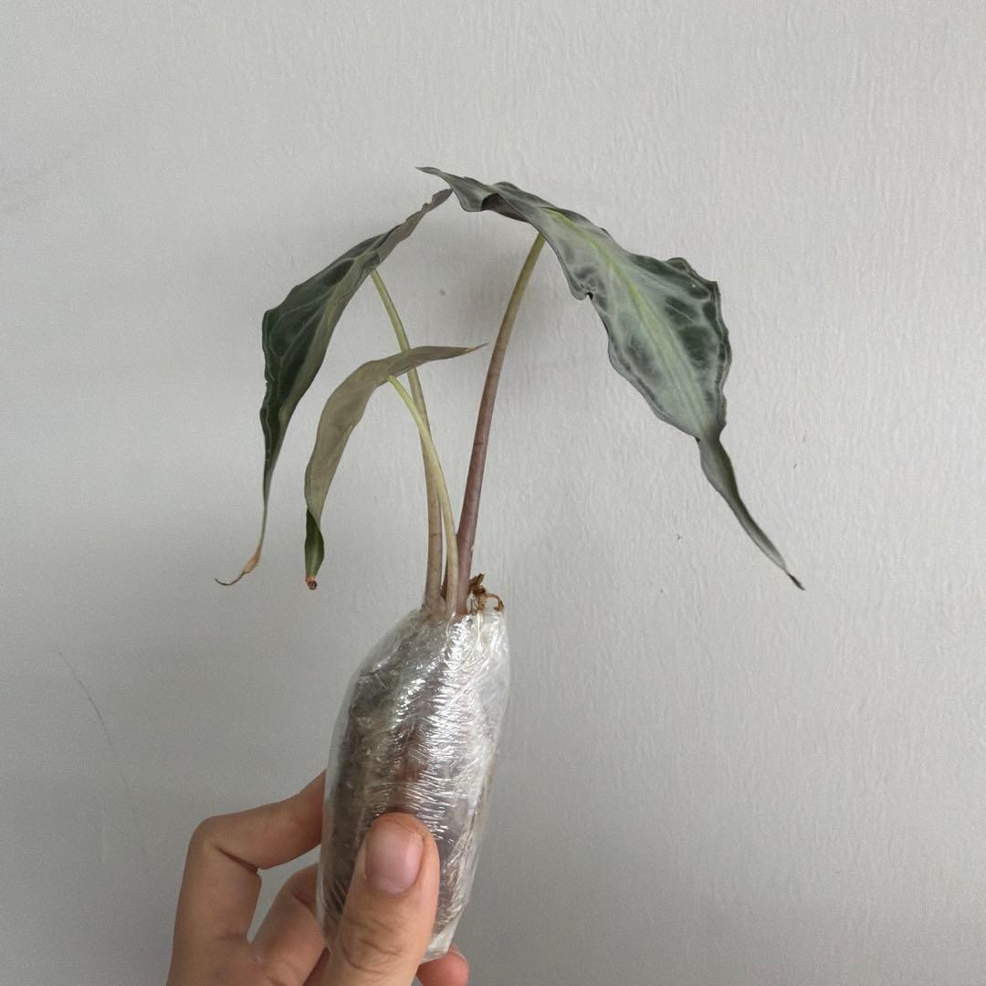 アロカシア ヴェノム Alocasia 'Venom' 管理番号s227 - メルカリ