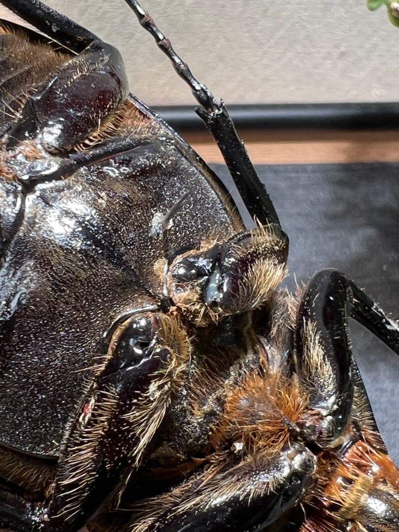 D*s様 D.hヘラクレス 大型 野外標本 - メルカリ