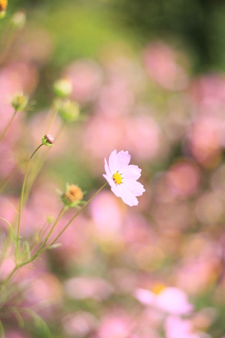 《希少》CANON New FD 100mm F2 【良品】